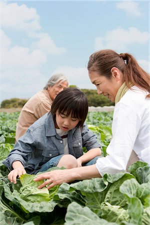 simsearch:685-03081464,k - Grandparents and grandson harvesting cabbage Foto de stock - Royalty Free Premium, Número: 685-03082656