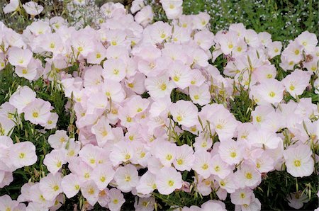 Blooming flowers in garden Stock Photo - Premium Royalty-Free, Code: 689-05610124
