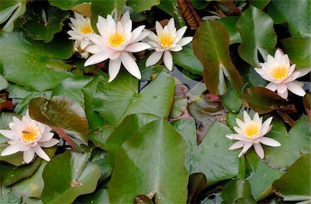 flowers white backgrounds - Water lily blossoms Stock Photo - Premium Royalty-Free, Code: 689-05610125