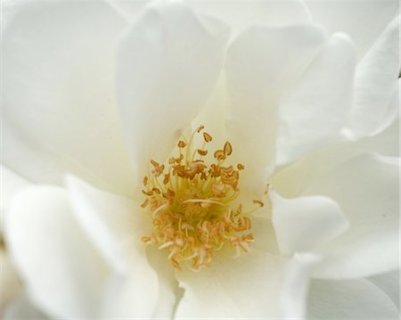 flower macro - Detail of white flower Foto de stock - Sin royalties Premium, Código: 689-05610122