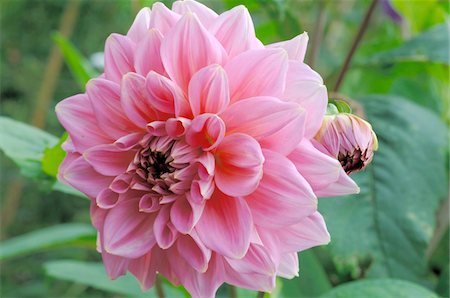 Blooming dahlia Foto de stock - Sin royalties Premium, Código: 689-05610167