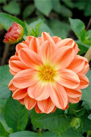 simsearch:689-05610169,k - Blooming dahlia Foto de stock - Sin royalties Premium, Código: 689-05610169