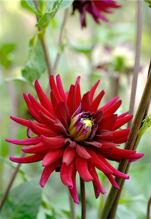 simsearch:689-05611118,k - Dahlia fleur Photographie de stock - Premium Libres de Droits, Code: 689-05610170