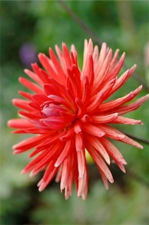 simsearch:689-05611118,k - Dahlia fleur Photographie de stock - Premium Libres de Droits, Code: 689-05610172