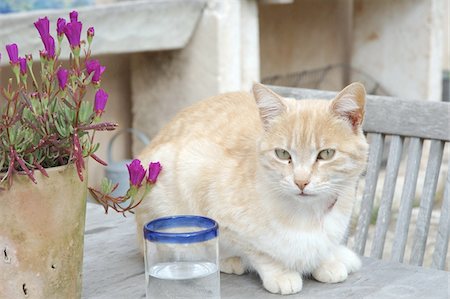 domestic cat and outside - Cat on terrace table Stock Photo - Premium Royalty-Free, Code: 689-05610198