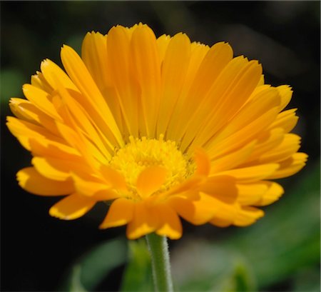 simsearch:689-05610211,k - Fleur de Calendula Photographie de stock - Premium Libres de Droits, Code: 689-05610215