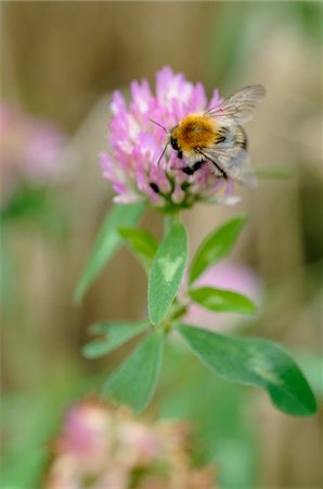 simsearch:689-05611107,k - Bumblebee on clover blossom Foto de stock - Sin royalties Premium, Código: 689-05610223