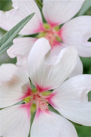 simsearch:689-05611141,k - White blooming flowers Fotografie stock - Premium Royalty-Free, Codice: 689-05610234