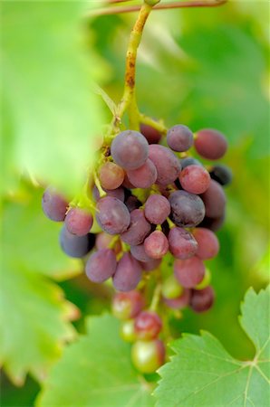 simsearch:632-02690346,k - Red grapes Stock Photo - Premium Royalty-Free, Code: 689-05610239