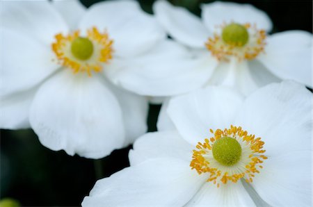 simsearch:689-05611141,k - White blooming flowers Fotografie stock - Premium Royalty-Free, Codice: 689-05610233