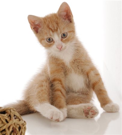 Kitten Stock Photo - Premium Royalty-Free, Code: 689-05610276