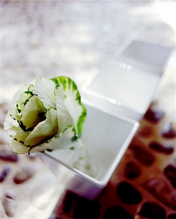 Ornamental cabbage in vase Stock Photo - Premium Royalty-Free, Code: 689-05610301