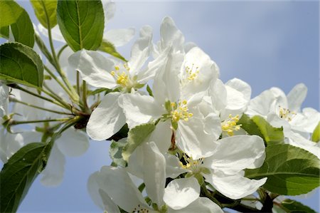 White blossoming tree Foto de stock - Sin royalties Premium, Código: 689-05610349