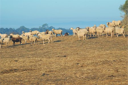 erba da gregge - Flock of sheep on hill Fotografie stock - Premium Royalty-Free, Codice: 689-05610359
