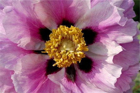 Detail of a Peony Stock Photo - Premium Royalty-Free, Code: 689-05610353