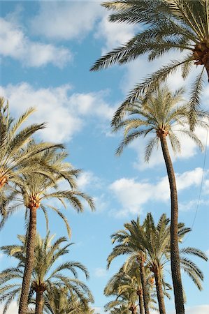 Palm trees with clouds in the sky Stock Photo - Premium Royalty-Free, Code: 689-05610370