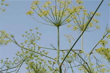 foeniculum vulgare - Blooming fennel Stock Photo - Premium Royalty-Free, Code: 689-05610420