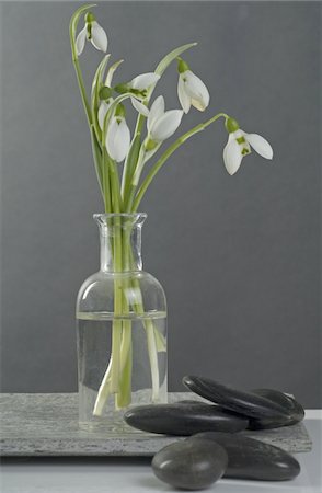 Snowdrops in a vase and stones Foto de stock - Sin royalties Premium, Código: 689-05610444