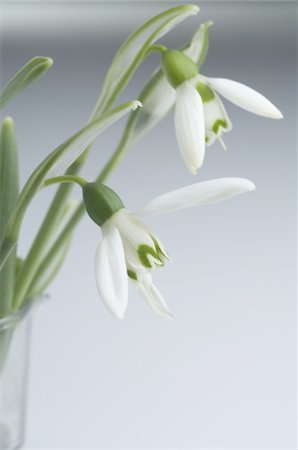 Snowdrops Foto de stock - Sin royalties Premium, Código: 689-05610448