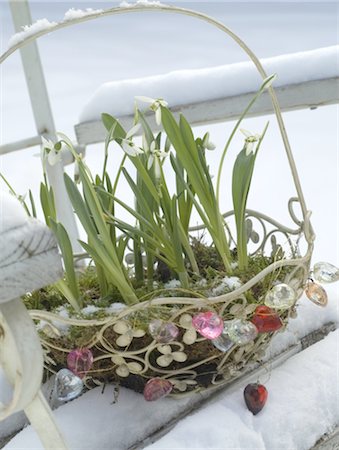 Snowdrops in a basket in snow Foto de stock - Sin royalties Premium, Código: 689-05610449