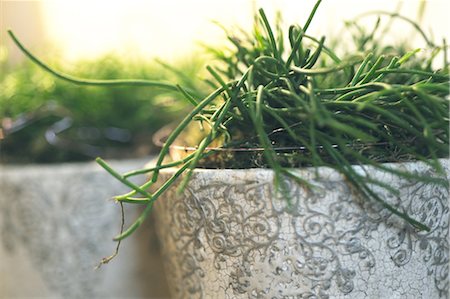 plante en pot - Plantes en pots de fleurs Photographie de stock - Premium Libres de Droits, Code: 689-05610561