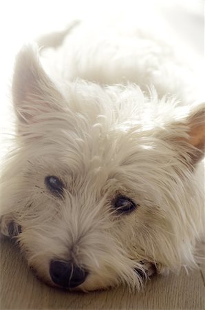 perro rastrero - White dog laying Foto de stock - Sin royalties Premium, Código: 689-05610619