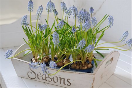 Tray with grape hyacinths Stock Photo - Premium Royalty-Free, Code: 689-05610693