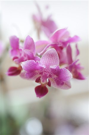 Orchidées en fleurs Photographie de stock - Premium Libres de Droits, Code: 689-05610707