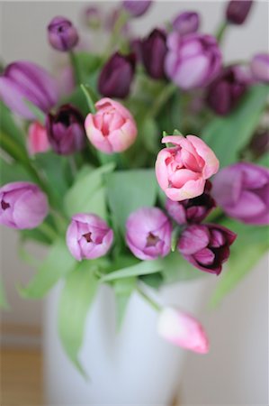 pink floral - Bunch of red tulips Stock Photo - Premium Royalty-Free, Code: 689-05610703