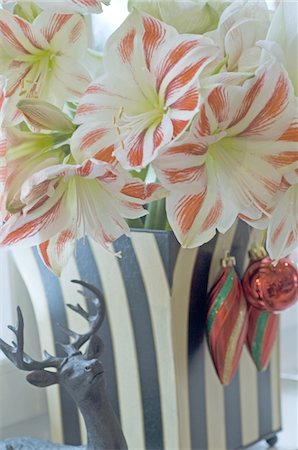deer ornament - Blooming Amaryllis and Christmas decoration Stock Photo - Premium Royalty-Free, Code: 689-05610776