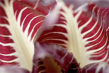 red chicory - Feuilles de radicchio Photographie de stock - Premium Libres de Droits, Code: 689-05610791