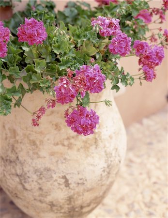 Plante à fleurs en pot en plein air Photographie de stock - Premium Libres de Droits, Code: 689-05610851