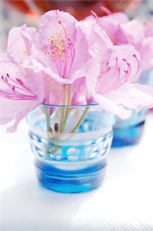 simsearch:689-05611248,k - Pink blossom in glass Stock Photo - Premium Royalty-Free, Code: 689-05610874