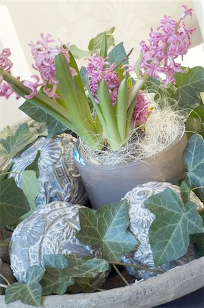 potted plants indoors nobody - Jardaniere with Hyacinth and Ivy Stock Photo - Premium Royalty-Free, Code: 689-05610880