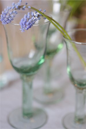 delikat - Grape Hyacinth in glass Foto de stock - Sin royalties Premium, Código: 689-05610894