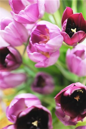 posy - Bunch of tulips Stock Photo - Premium Royalty-Free, Code: 689-05610919