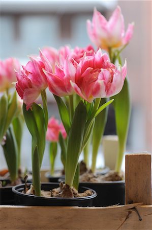 Pink tulips Foto de stock - Sin royalties Premium, Código: 689-05610911