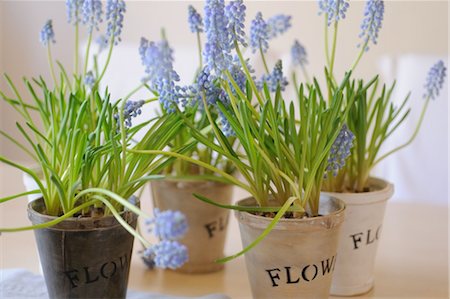 potted plant - Floraison de muscaris Photographie de stock - Premium Libres de Droits, Code: 689-05610941