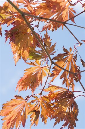 Autumn leaves Stock Photo - Premium Royalty-Free, Code: 689-05611090