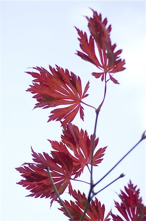 Feuilles rouges d'un arbre Photographie de stock - Premium Libres de Droits, Code: 689-05611093