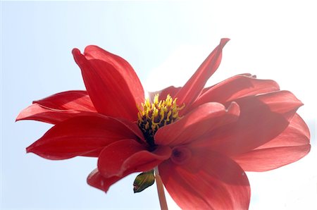 simsearch:689-05611169,k - Détail d'une fleur rouge Photographie de stock - Premium Libres de Droits, Code: 689-05611118