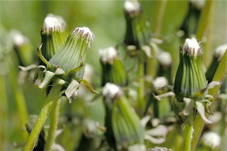 dandelion greens - Dandelion in meadow Stock Photo - Premium Royalty-Free, Code: 689-05611119