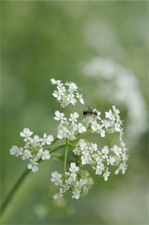 Ant on white blossom Stock Photo - Premium Royalty-Free, Code: 689-05611111
