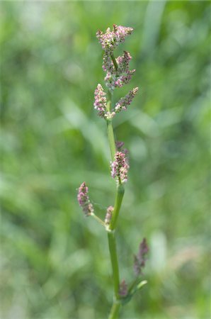 Stalk of a grass plant Foto de stock - Sin royalties Premium, Código: 689-05611127