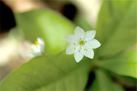 flowers and leaves birds eye view - White blossom Foto de stock - Sin royalties Premium, Código: 689-05611123