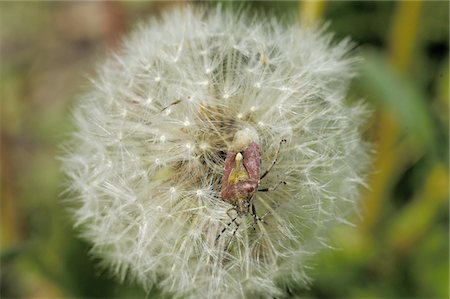 seed grain - Beetle on dandelion Foto de stock - Sin royalties Premium, Código: 689-05611136