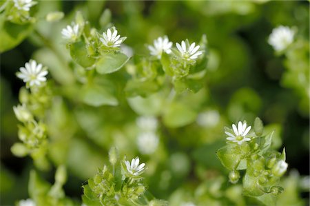 White blooming plant Foto de stock - Sin royalties Premium, Código: 689-05611138