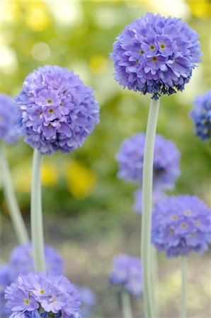 simsearch:689-05611159,k - Fleur de fleurs bleus Photographie de stock - Premium Libres de Droits, Code: 689-05611145