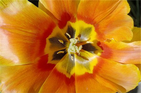 simsearch:689-05611141,k - Detail of an orange tulip Fotografie stock - Premium Royalty-Free, Codice: 689-05611167