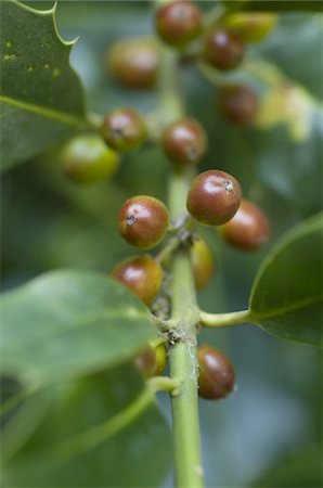 simsearch:689-03128629,k - Twig with red berries Stock Photo - Premium Royalty-Free, Code: 689-05611174